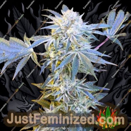 Candy N Cream by Zmoothiez Seeds Cannabis Seeds For Sale at Just Feminized