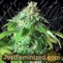 24k Tangie by BSB Genetics Cannabis Seeds For Sale at Just Feminized