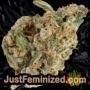 Candy N Cream by Zmoothiez Seeds Buds Weed Ganja Skunk Pot Reefer Dope Herb Pics Images