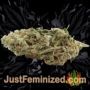Candy N Cream by Zmoothiez Seeds Buds Weed Ganja Skunk Pot Reefer Dope Herb Pics Images