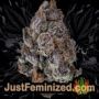 Supa Choopz by Zmoothiez Seeds Buds Weed Ganja Skunk Pot Reefer Dope Herb Pics Images