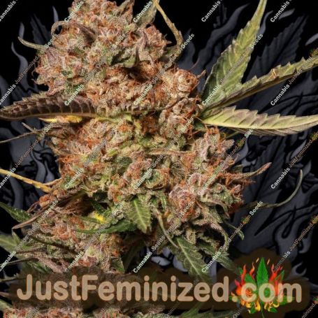 Apollo Black Cherry by Seed Stockers Cannabis Seeds For Sale at Just Feminized