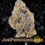 Apollo Black Cherry by Seed Stockers Buds Weed Ganja Skunk Pot Reefer Dope Herb Pics Images