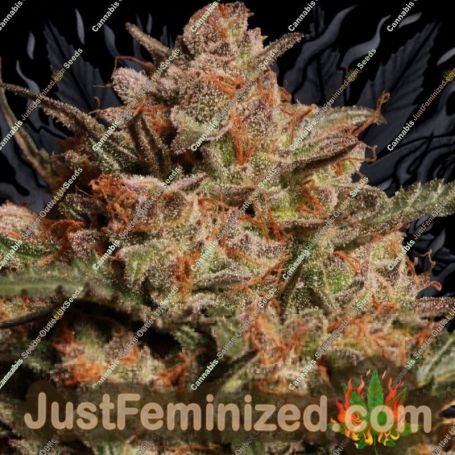 Apollo Black Cherry Auto by Seed Stockers Cannabis Seeds For Sale at Just Feminized