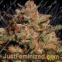 Apollo Black Cherry Auto by Seed Stockers Cannabis Seeds For Sale at Just Feminized
