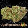 Apollo Black Cherry Auto by Seed Stockers Buds Weed Ganja Skunk Pot Reefer Dope Herb Pics Images