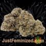 Apollo Black Cherry Auto by Seed Stockers Buds Weed Ganja Skunk Pot Reefer Dope Herb Pics Images