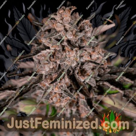Mack and Crack by Seed Stockers Cannabis Seeds For Sale at Just Feminized