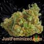 Mack and Crack by Seed Stockers Buds Weed Ganja Skunk Pot Reefer Dope Herb Pics Images