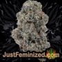 Mack and Crack by Seed Stockers Buds Weed Ganja Skunk Pot Reefer Dope Herb Pics Images