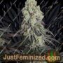 Mack and Crack Auto by Seed Stockers Cannabis Seeds For Sale at Just Feminized