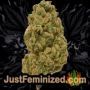 Mack and Crack Auto by Seed Stockers Buds Weed Ganja Skunk Pot Reefer Dope Herb Pics Images