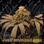 Panty Punch by Seed Stockers Cannabis Seeds For Sale at Just Feminized