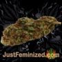 Panty Punch by Seed Stockers Buds Weed Ganja Skunk Pot Reefer Dope Herb Pics Images