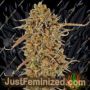 Thunder Banana by Seed Stockers Cannabis Seeds For Sale at Just Feminized