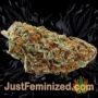 Thunder Banana by Seed Stockers Buds Weed Ganja Skunk Pot Reefer Dope Herb Pics Images