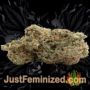 Thunder Banana by Seed Stockers Buds Weed Ganja Skunk Pot Reefer Dope Herb Pics Images