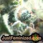 Thunder Banana by Seed Stockers THC CBD Close Up Trichomes Potency Yield Indica Sativa Strain Pic Images