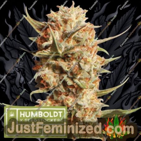 Thunder Banana Auto by Seed Stockers Cannabis Seeds For Sale at Just Feminized