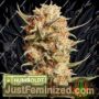 Thunder Banana Auto by Seed Stockers Cannabis Seeds For Sale at Just Feminized