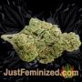 Thunder Banana Auto by Seed Stockers Buds Weed Ganja Skunk Pot Reefer Dope Herb Pics Images