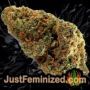 Thunder Banana Auto by Seed Stockers Buds Weed Ganja Skunk Pot Reefer Dope Herb Pics Images