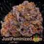 Thunder Banana Auto by Seed Stockers Buds Weed Ganja Skunk Pot Reefer Dope Herb Pics Images