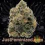 Thunder Banana Auto by Seed Stockers Buds Weed Ganja Skunk Pot Reefer Dope Herb Pics Images