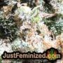 Thunder Banana Auto by Seed Stockers THC CBD Close Up Trichomes Potency Yield Indica Sativa Strain Pic Images