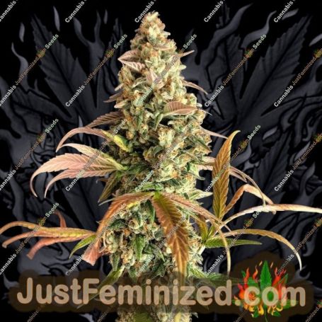 Sour Fusion by Trichome Jungle Seeds Cannabis Seeds For Sale at Just Feminized
