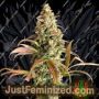 Sour Fusion by Trichome Jungle Seeds Cannabis Seeds For Sale at Just Feminized