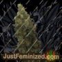 Tropical Orange Soul by Trichome Jungle Seeds Cannabis Seeds For Sale at Just Feminized