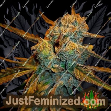 Amnesia Haze by BSB Genetics Cannabis Seeds For Sale at Just Feminized