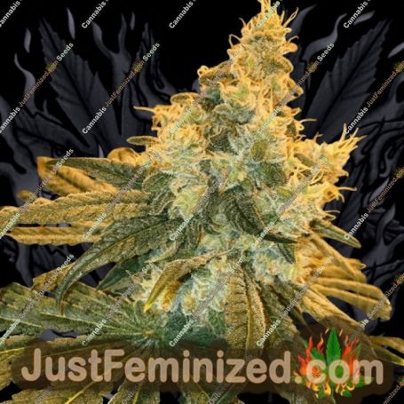 Cherry Punch by BSB Genetics Cannabis Seeds For Sale at Just Feminized