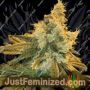 Cherry Punch by BSB Genetics Cannabis Seeds For Sale at Just Feminized