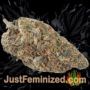 Cherry Punch by BSB Genetics Buds Weed Ganja Skunk Pot Reefer Dope Herb Pics Images