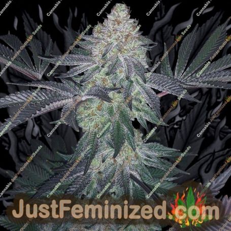 Cookies Glue XL by BSB Genetics Cannabis Seeds For Sale at Just Feminized