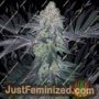 Cookies Glue XL by BSB Genetics Cannabis Seeds For Sale at Just Feminized