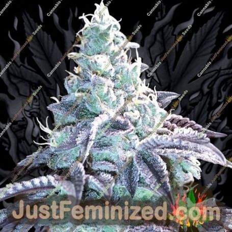 Z Pointer by Grounded Genetics Cannabis Seeds For Sale at Just Feminized