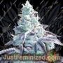 Z Pointer by Grounded Genetics Cannabis Seeds For Sale at Just Feminized