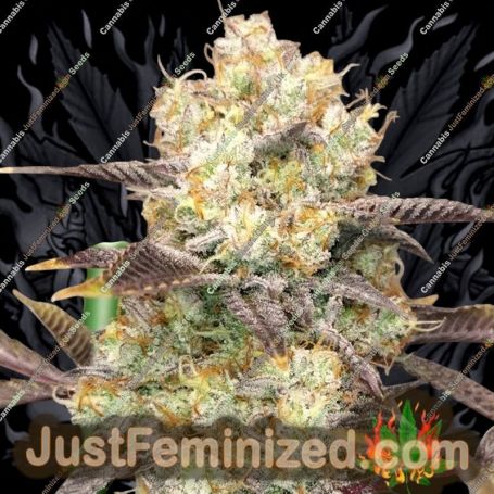 Vitamin Z by Grounded Genetics Cannabis Seeds For Sale at Just Feminized