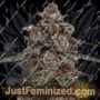 Oreoz x Orange Punch by Terp Treez Seeds Cannabis Seeds For Sale at Just Feminized