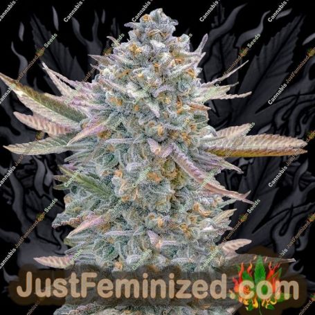 Lemon Zushi by Terp Treez Seeds Cannabis Seeds For Sale at Just Feminized
