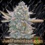 Lemon Zushi by Terp Treez Seeds Cannabis Seeds For Sale at Just Feminized