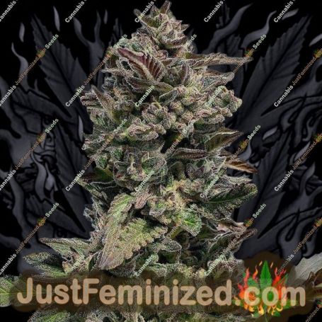 Forbidden Mints Auto by Terp Treez Seeds Cannabis Seeds For Sale at Just Feminized