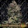 Forbidden Mints Auto by Terp Treez Seeds Cannabis Seeds For Sale at Just Feminized