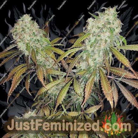 Banana Kush by BSB Genetics Cannabis Seeds For Sale at Just Feminized
