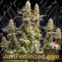 Triton Biscotto Lime by Seed Stockers Cannabis Seeds For Sale at Just Feminized