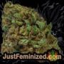 Triton Biscotto Lime by Seed Stockers Buds Weed Ganja Skunk Pot Reefer Dope Herb Pics Images