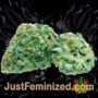 Triton Biscotto Lime Auto by Seed Stockers Buds Weed Ganja Skunk Pot Reefer Dope Herb Pics Images